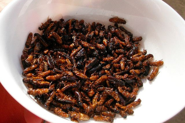 Madzhulu - Termites