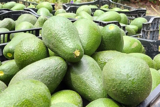 Crate of Avocados