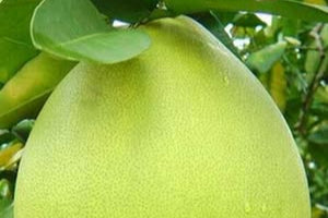 Mabambahosi - Grapefruit